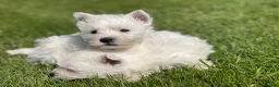 West Highland Terrier dogs for sale: Royal kennel club registered west highland white  - Advert 24