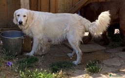 Golden Retriever dogs for sale: Gorgeous Girl looking for her 5 Star Retirement - Image 7