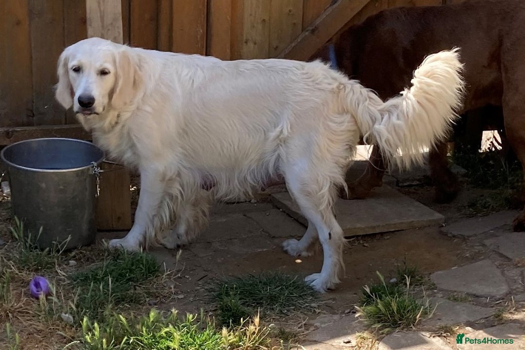 Golden Retriever dogs for sale: Gorgeous Girl looking for her 5 Star Retirement - Image 7