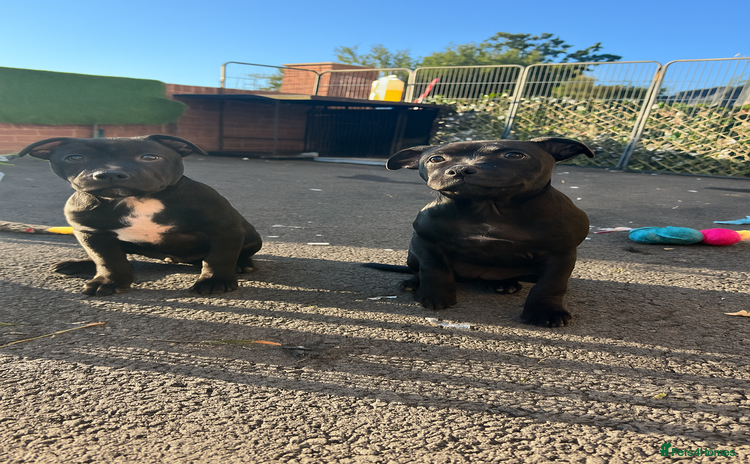 Staffordshire Bull Terrier dogs in Carlisle - Advert 6