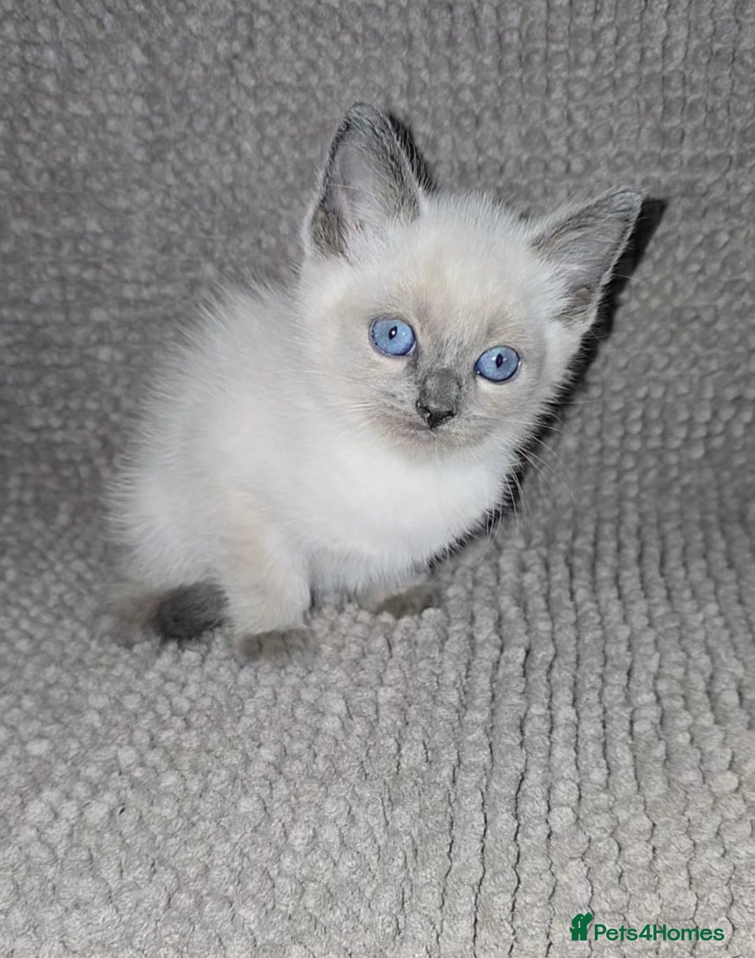 Week Blue Lynx Ragdoll Kitten Blue Lynx Ragdoll Kittens For Sale
