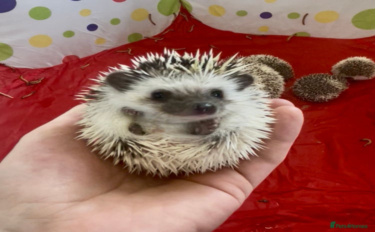Pygmy Hedgehog rodents - Advert 4