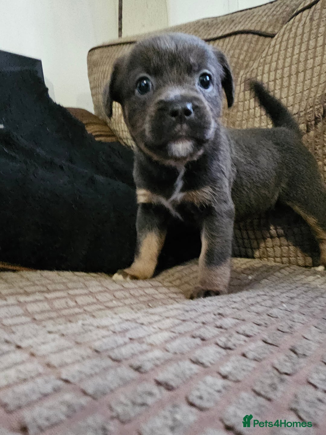 Mixed Breed dogs for sale: Staffy x bulldog  - Advert 1