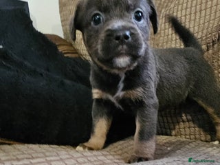 Mixed Breed dogs Staffy x bulldog - Advert 1