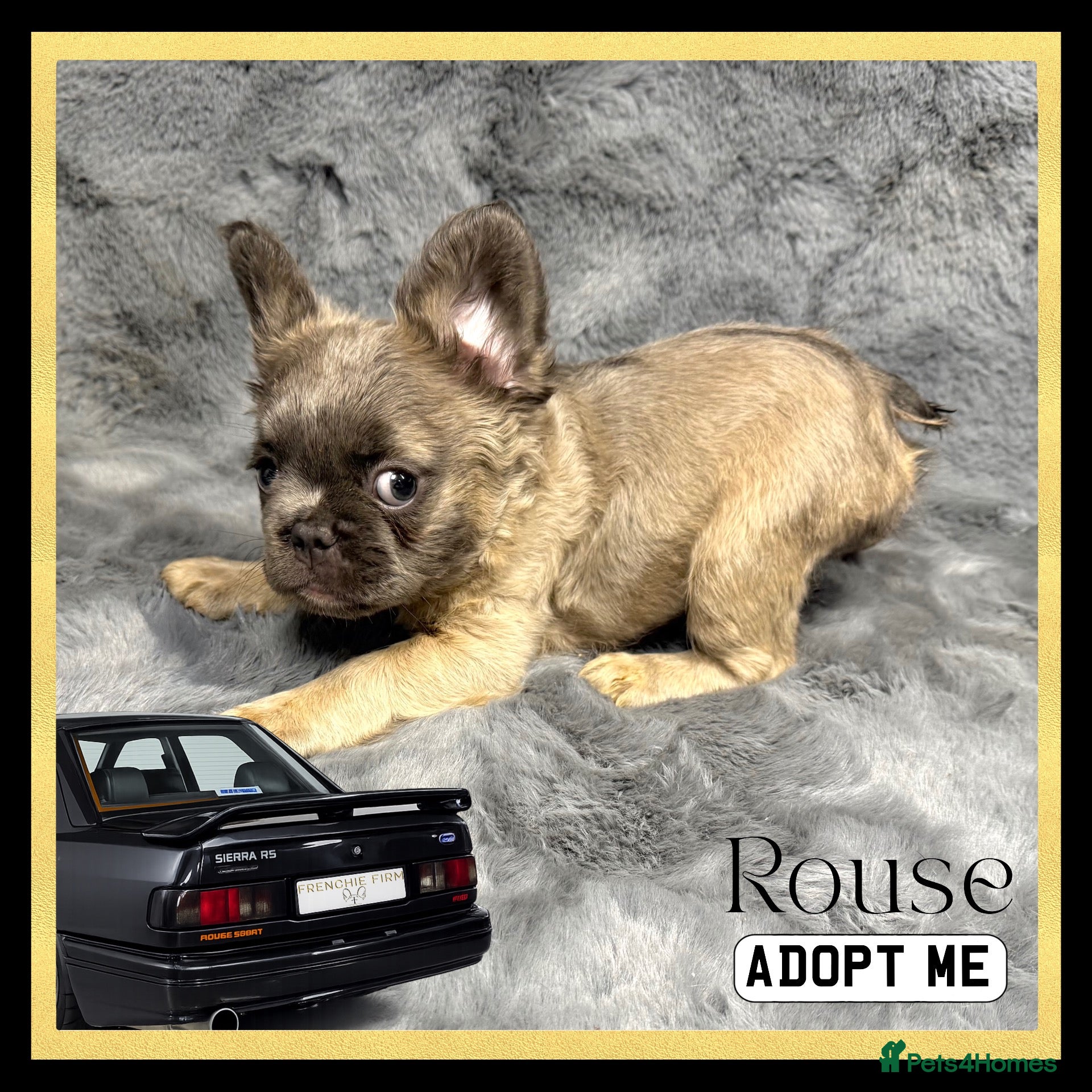 French Bulldog dogs KC Registered EXCELLENT BLOODLINE HEALTH TESTED - Advert 2