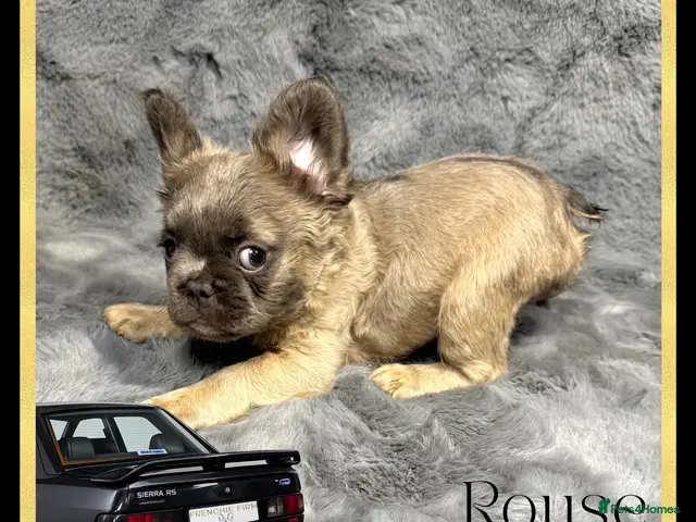 French Bulldog dogs KC Registered EXCELLENT BLOODLINE HEALTH TESTED - Advert 23