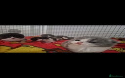 British Shorthair cats for sale: 😍 READY NOW gccf reg British shorthair kittens - Advert 14