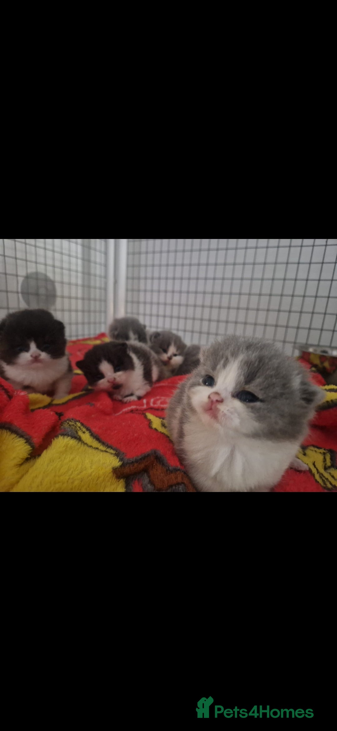 British Shorthair cats for sale: 😍 READY NOW gccf reg British shorthair kittens - Advert 14