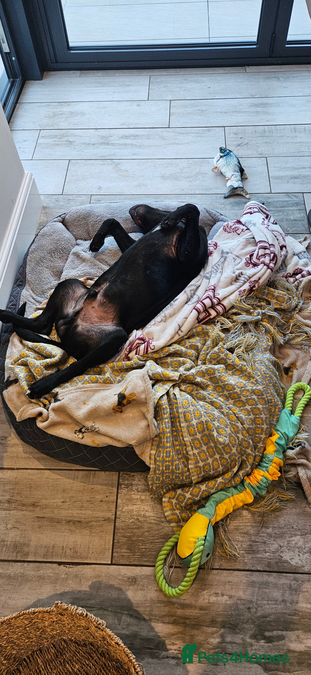 Mixed Breed dogs for sale: Lab-Staffy cross 8 months - Image 21