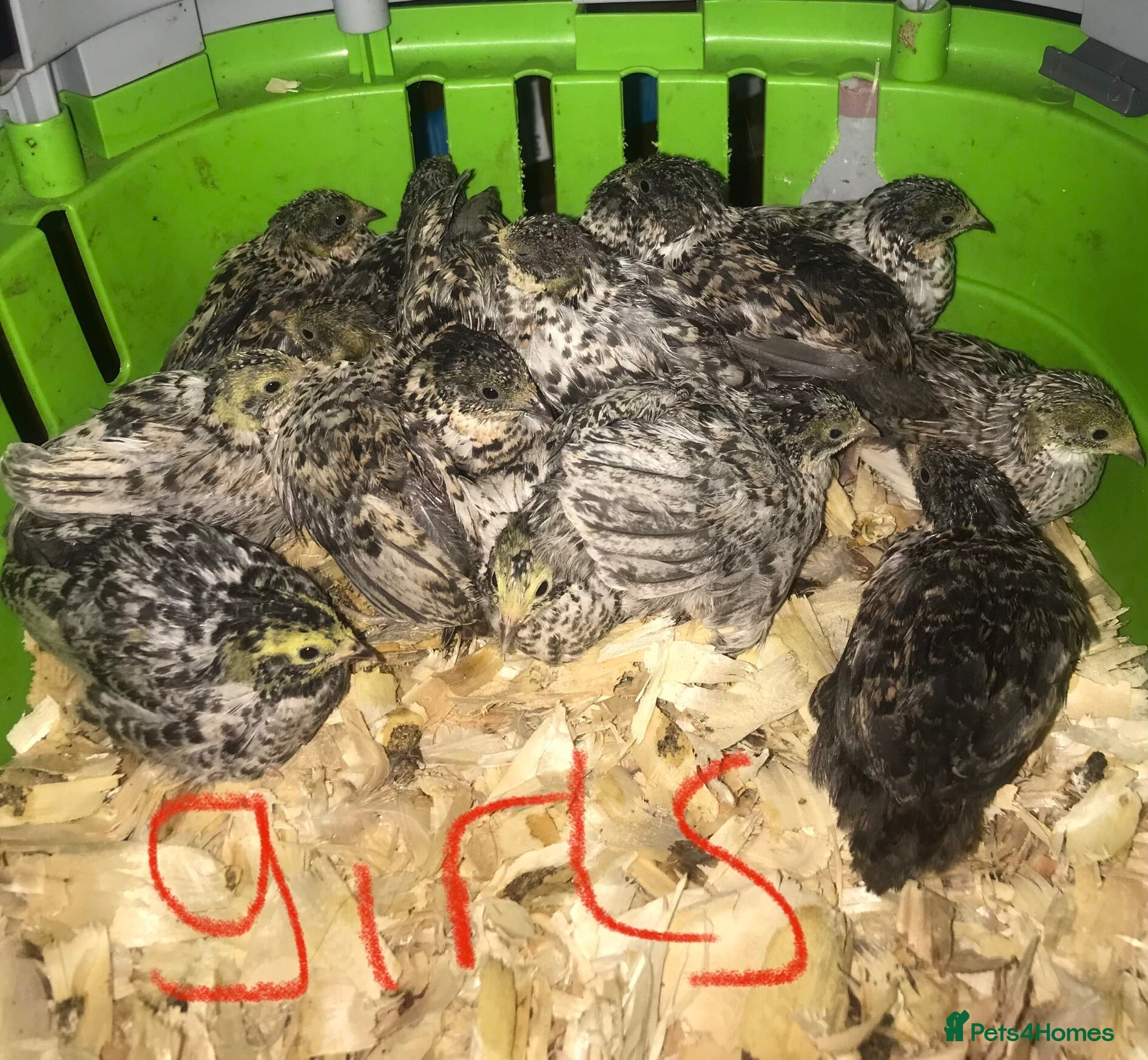 Quail poultry SEXED CHINESE PAINTED BUTTON QUAILS ! - Advert 13