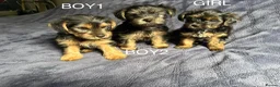 Yorkshire Terrier dogs for sale: 3 Beautiful Yorkshire Terrier for sale in Newark - Advert 1