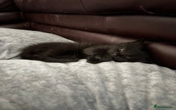 British Longhair cats for sale: 1 x British Long Hair & 2 x British Short Hair - Image 1