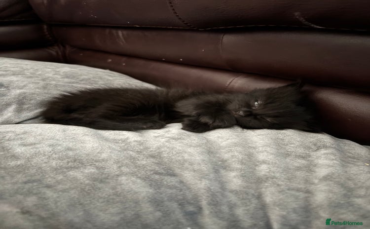 British Longhair cats - Advert 1