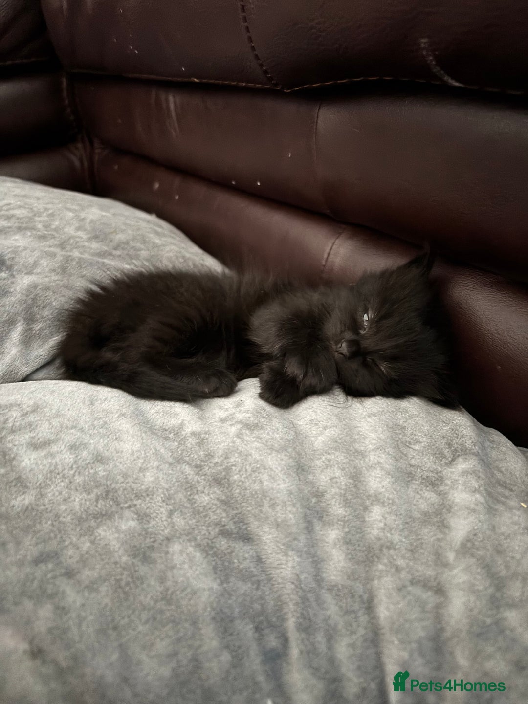British Longhair cats for sale: 1 x British Long Hair & 2 x British Short Hair - Image 1