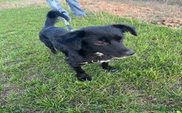 Mixed Breed dogs for adoption: This is our lovely Melanie - Image 5