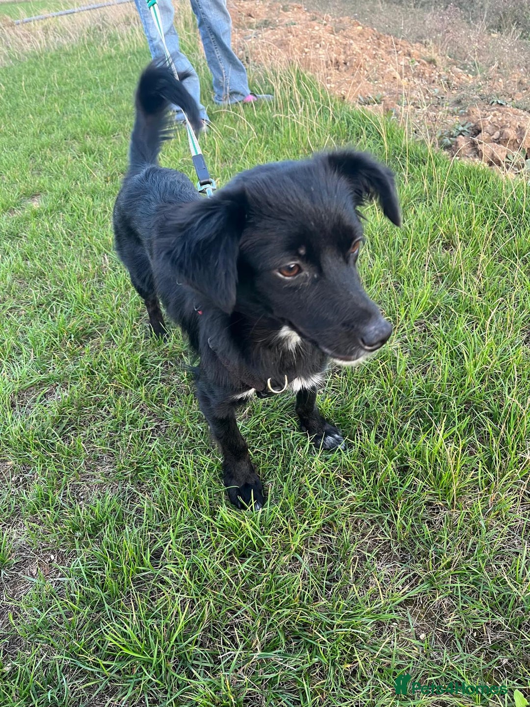 Mixed Breed dogs for adoption: This is our lovely Melanie - Image 5