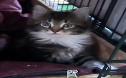 Maine Coon cats for sale: Adorable Maine coon kittens  - Image 6