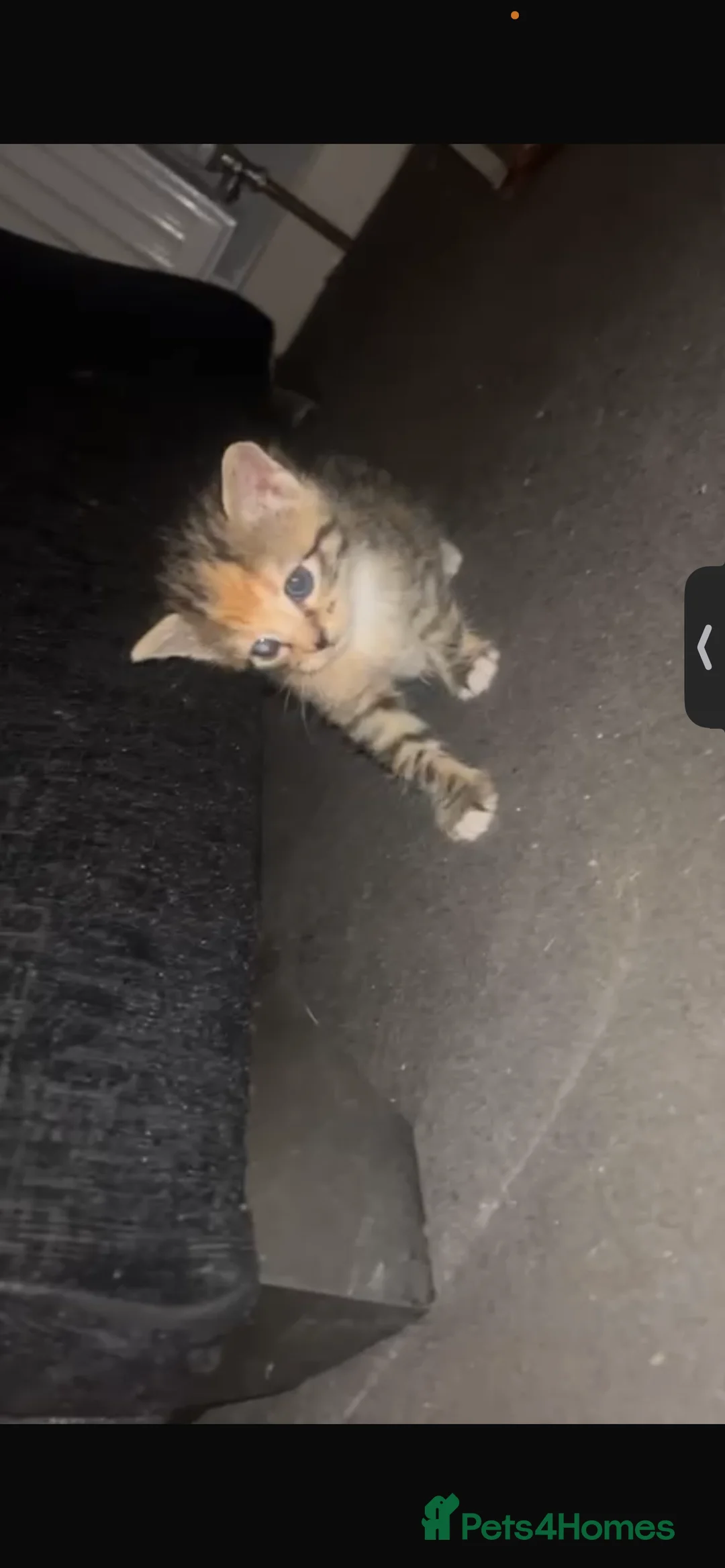 Mixed Breed cats for sale: Only 1 grey&white FEMALE left, won’t let me update - Advert 2