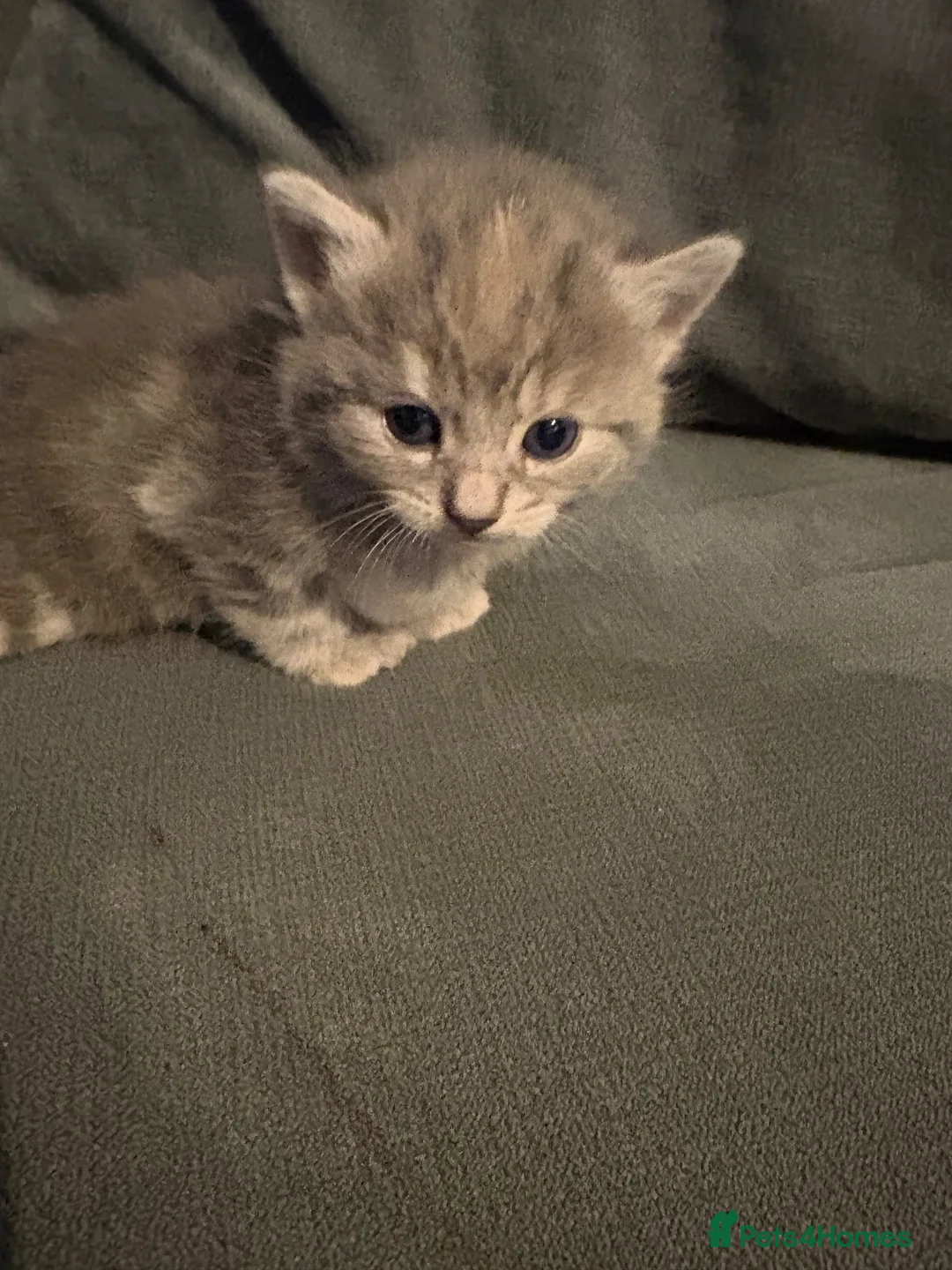 Mixed Breed cats for sale: 4 beautiful mixed breed kittens  - Advert 8
