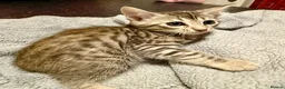Mixed Breed cats for sale: Bengal x Maine coon kittens - Advert 3