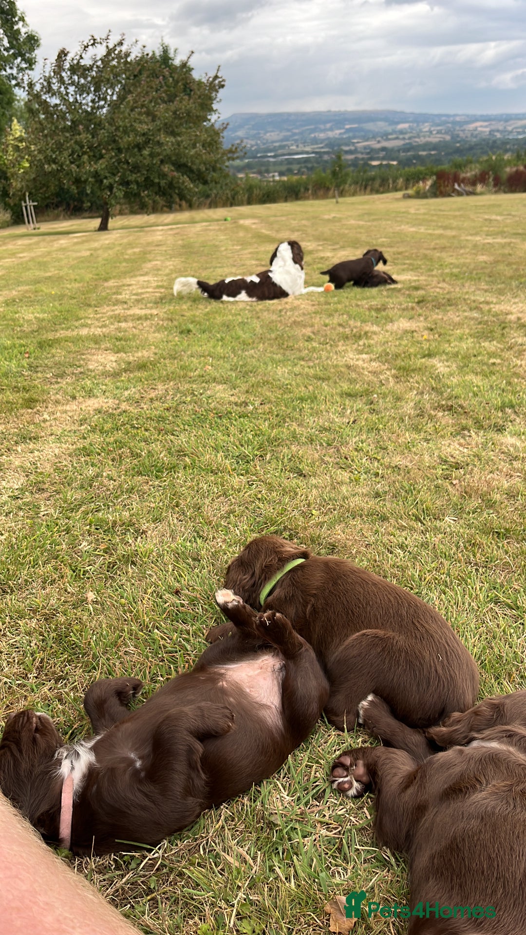 Sprocker dogs for sale: Sprocker pups  - Image 5