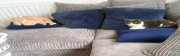 Mixed Breed cats for sale: Rehoming 2 cats - Advert 8
