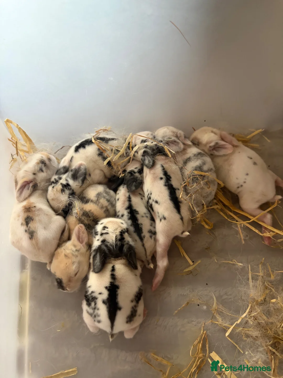 Mixed Breed rabbits for sale: 8x Mini lion lop bunnies - Advert 7