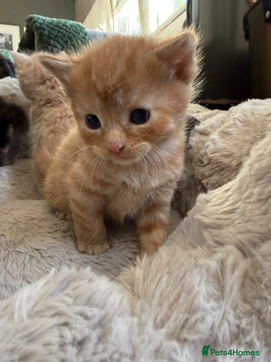 Mixed Breed cats for sale: Mix breed kittens  - Advert 2