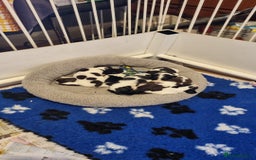 English Springer Spaniel dogs for sale: Cracking springer spaniel puppies  - Advert 7