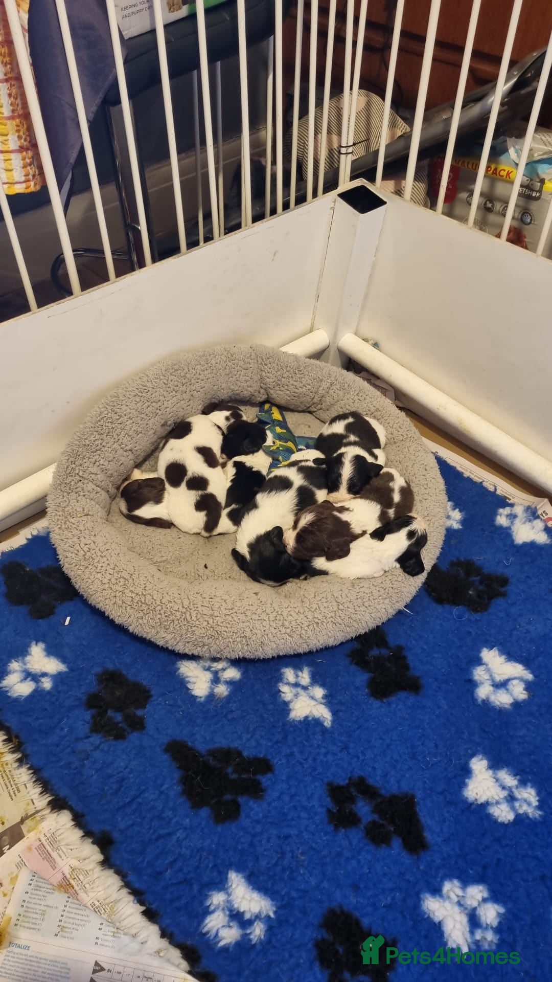 English Springer Spaniel dogs for sale: Cracking springer spaniel puppies  - Advert 7