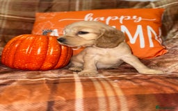 Cocker Spaniel dogs for sale: 🧡💛❤️Stunning KC Show Cocker Spaniels❤️🩷🧡 - Image 14