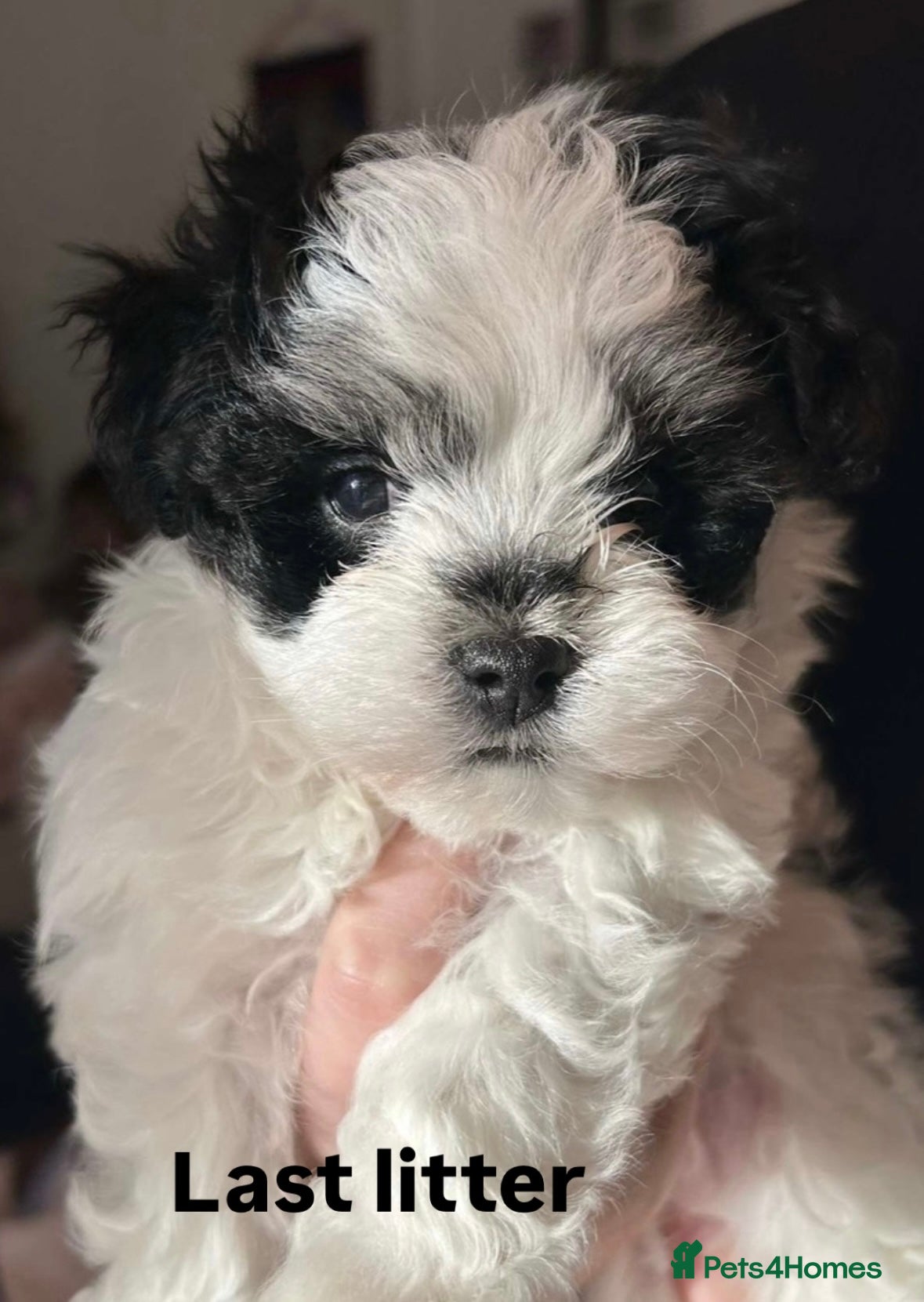 Maltipoo dogs Black & white Maltipoo boy !  - Advert 9