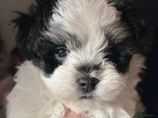 Maltipoo dogs Black & white Maltipoo boy ! - Advert 7