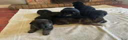 German Shepherd dogs for sale: Quality Litter GSD Puppy’s @ Icepack - Advert 5