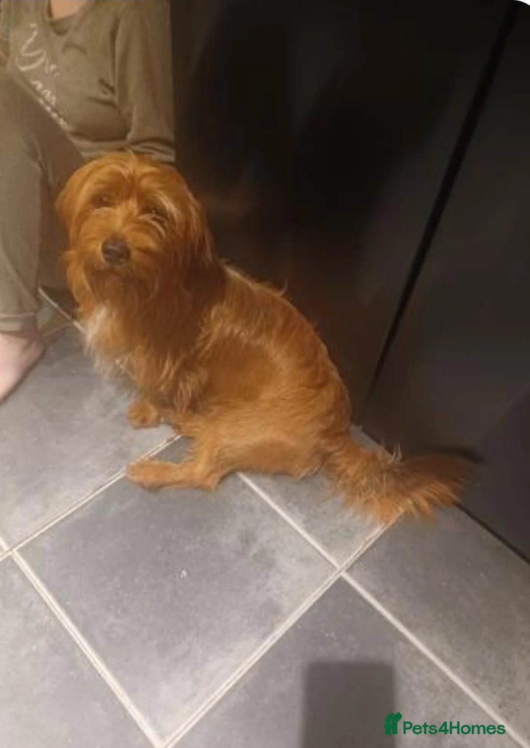 Mixed Breed dogs for sale: Dachshund Lhasa cross Male - Advert 4