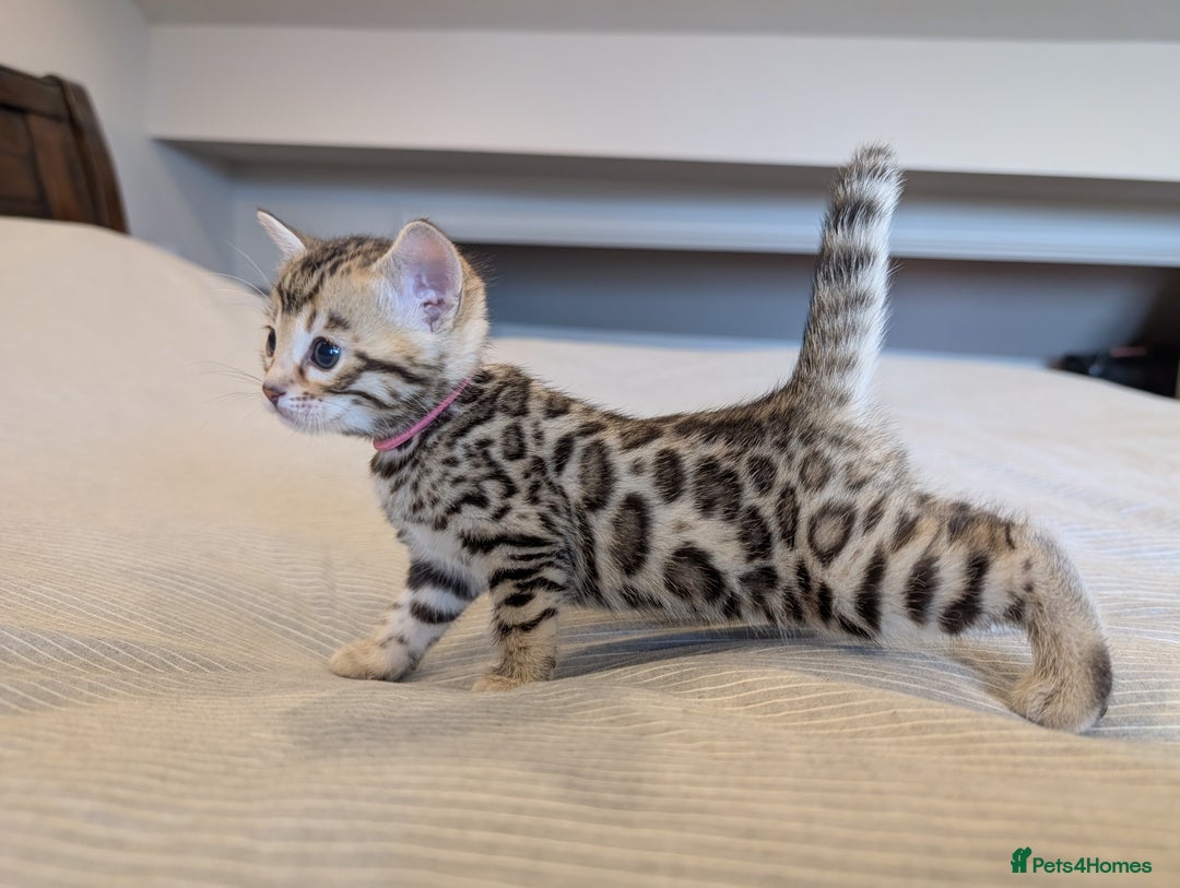 Bengal cats for sale: 🖤🤎 Gorgeous Bengal Kittens 🤎🖤 - Image 22