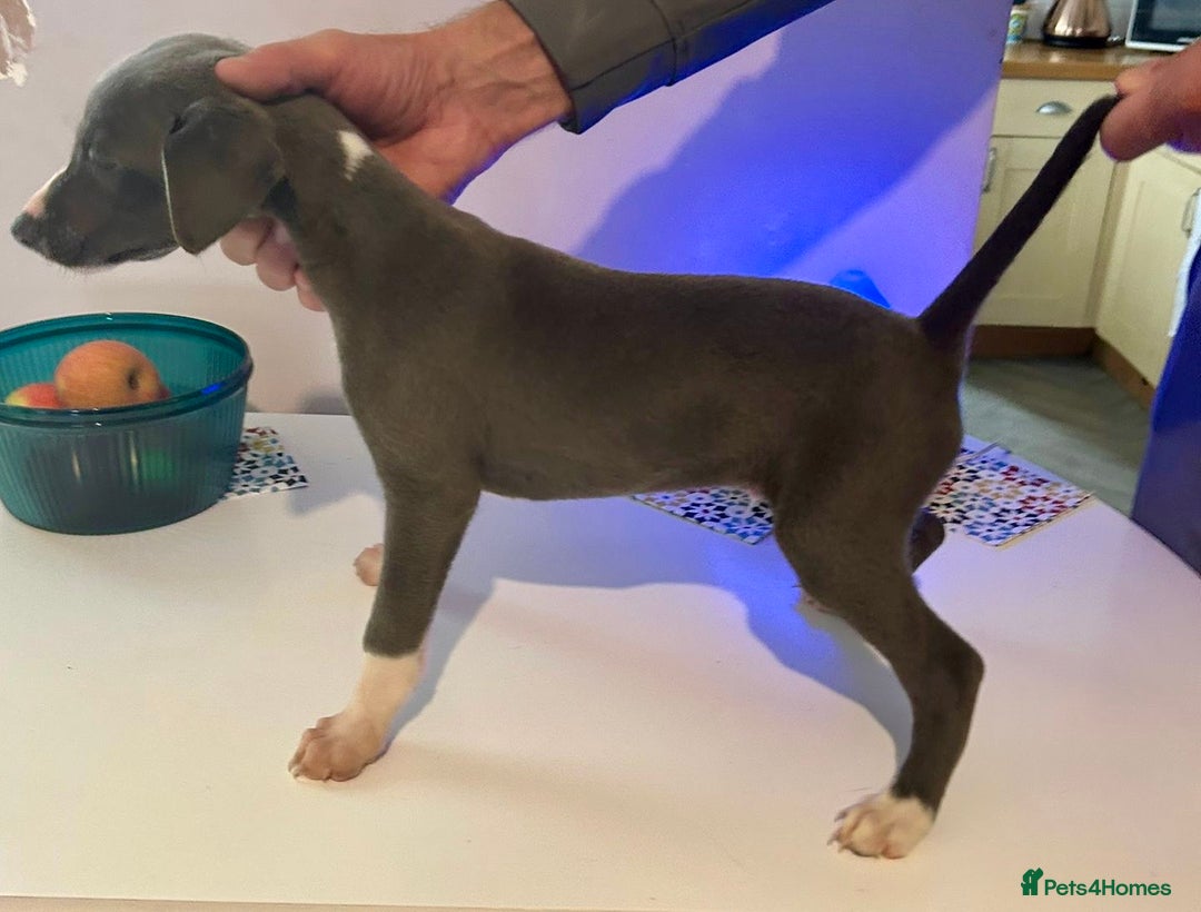 Mixed Breed dogs for sale: 2 Italian Greyhound x Whippet Pups for Sale  - Image 8