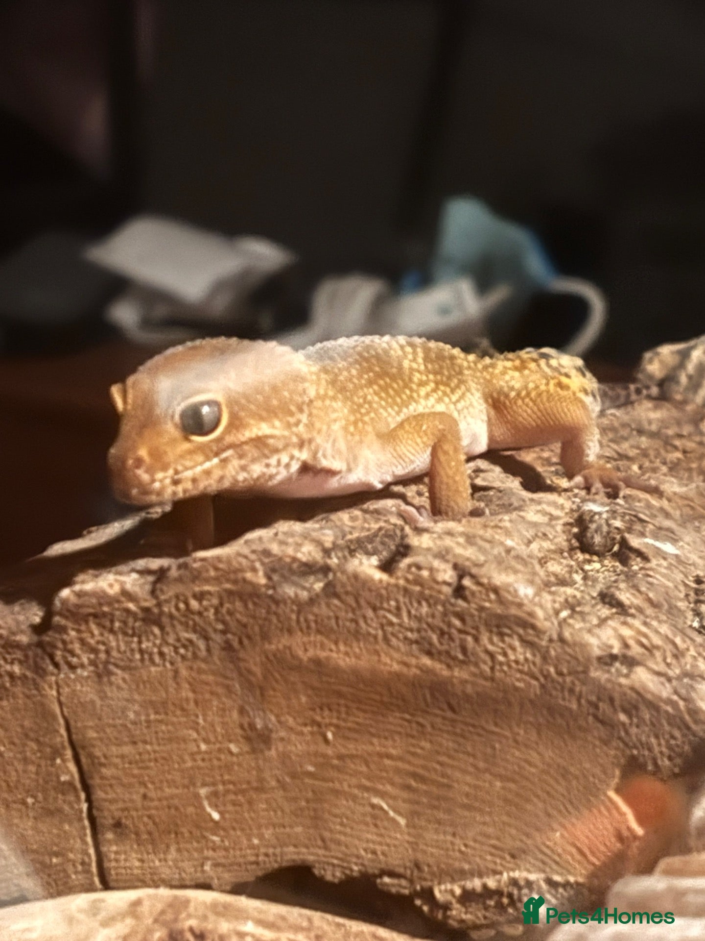 Gecko reptiles geckos  - Advert 4