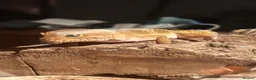 Gecko reptiles for sale: geckos  in Dundee - Advert 1