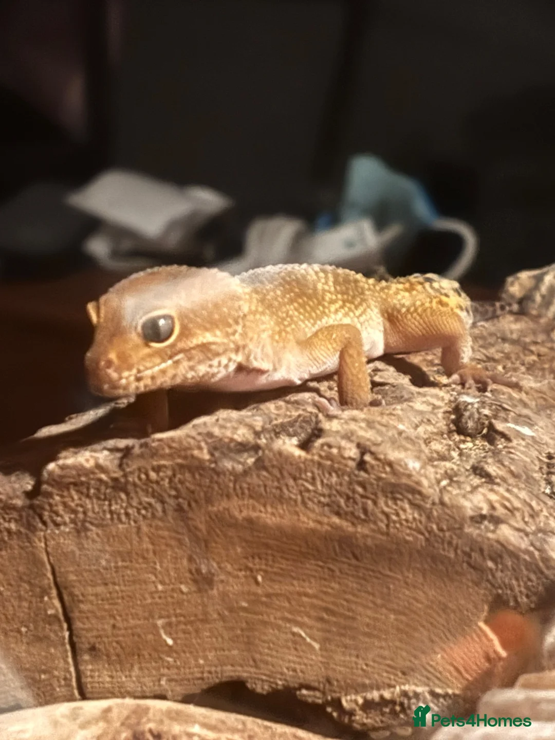 Gecko reptiles for sale: geckos  in Dundee - Advert 1