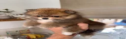 Pomeranian dogs for sale: Tiny Russian Teddy Pomeranians  - Advert 17