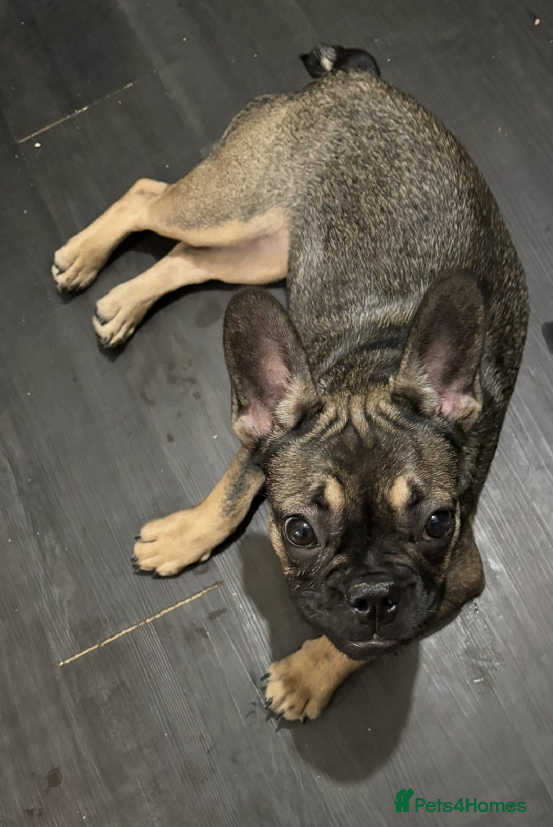 French Bulldog dogs for sale: Lily the frenchie - Image 1