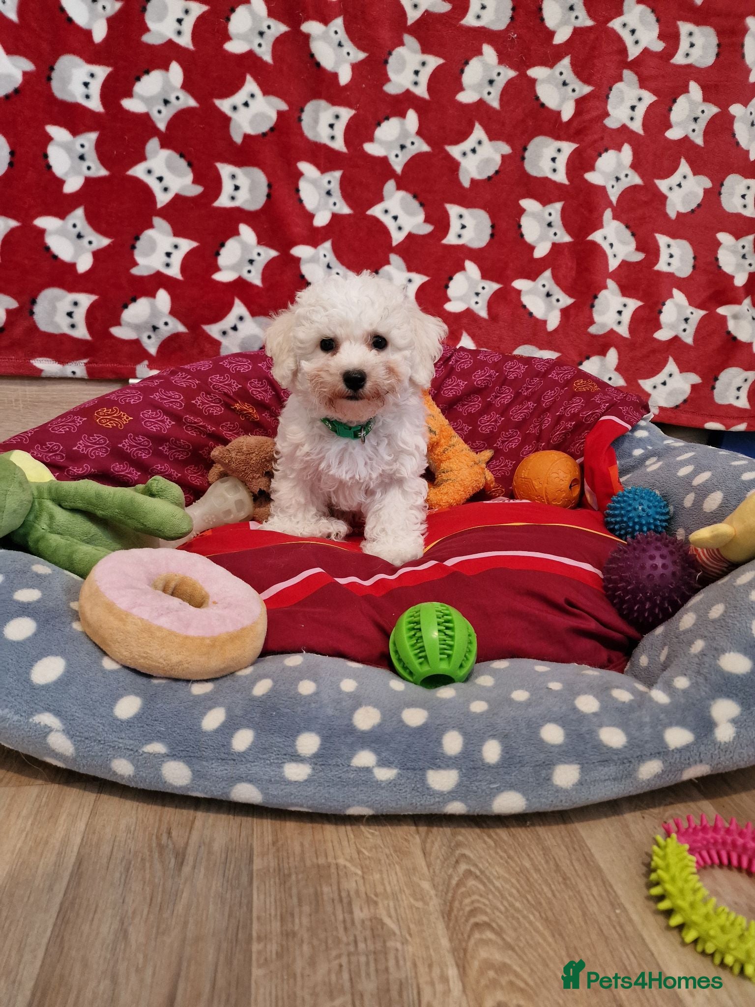 Bichon Frise dogs Bichon Frise Only One Left Champion Bloodline - Advert 2