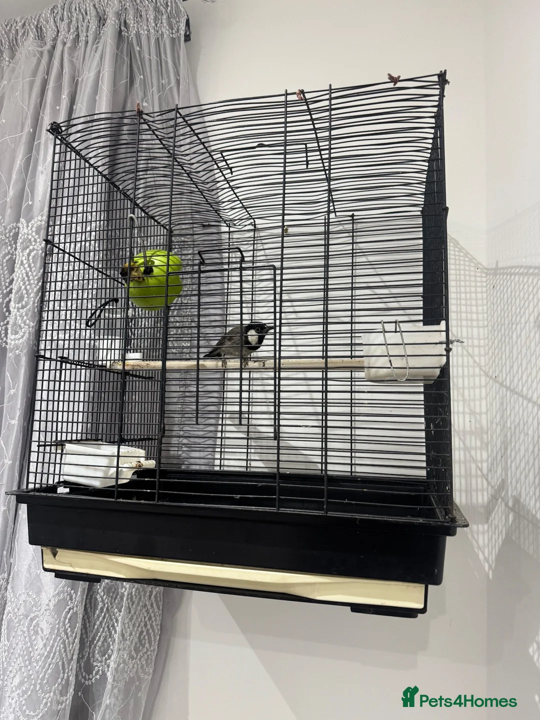 Finches birds for sale: Bulbul bird for sale in London - Advert 2