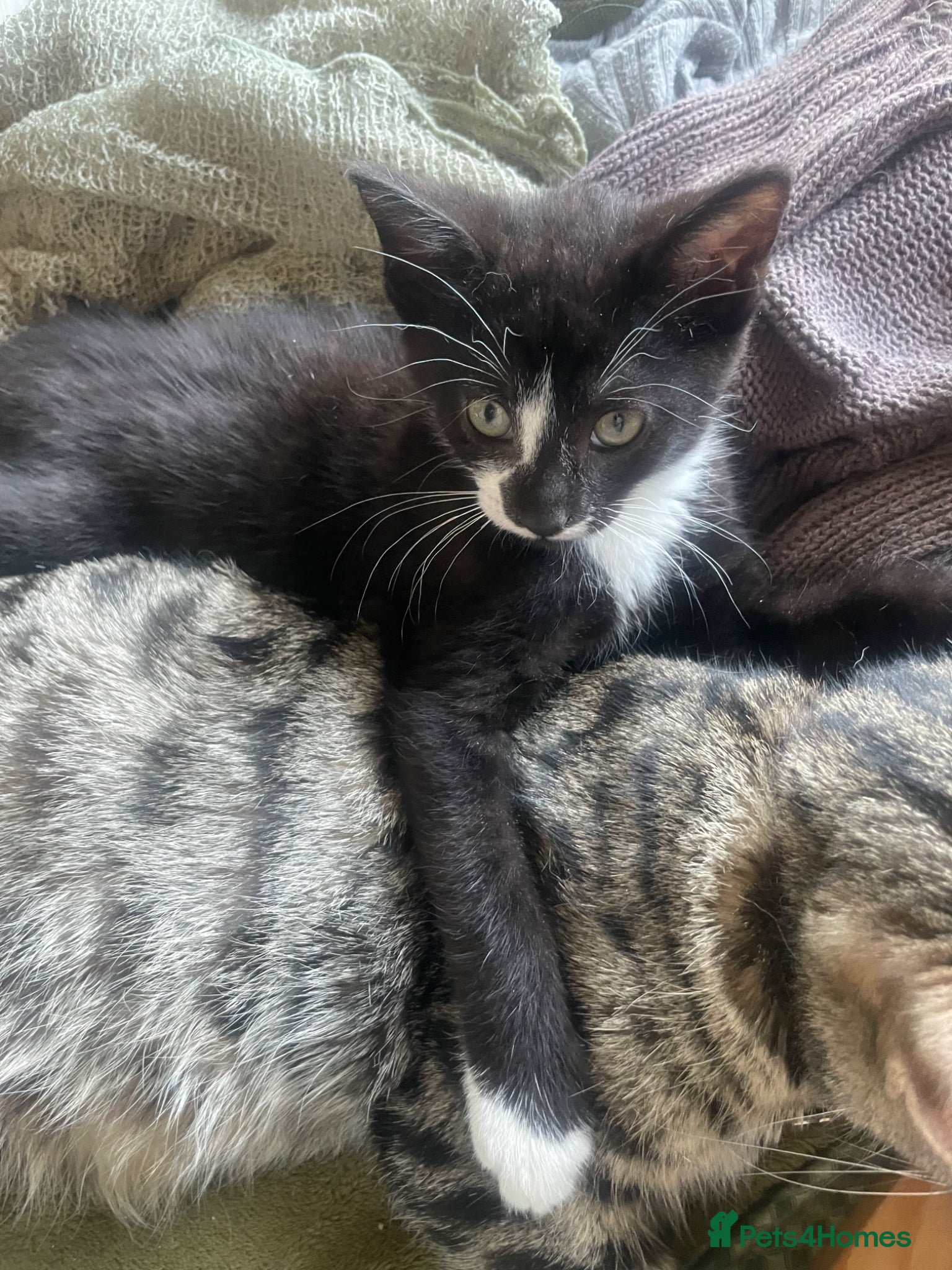 Mixed Breed cats Beautiful Male kitten ready for re homing 😊 - Advert 1