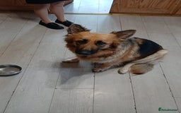 Mixed Breed dogs for sale: Shollies  - Image 8