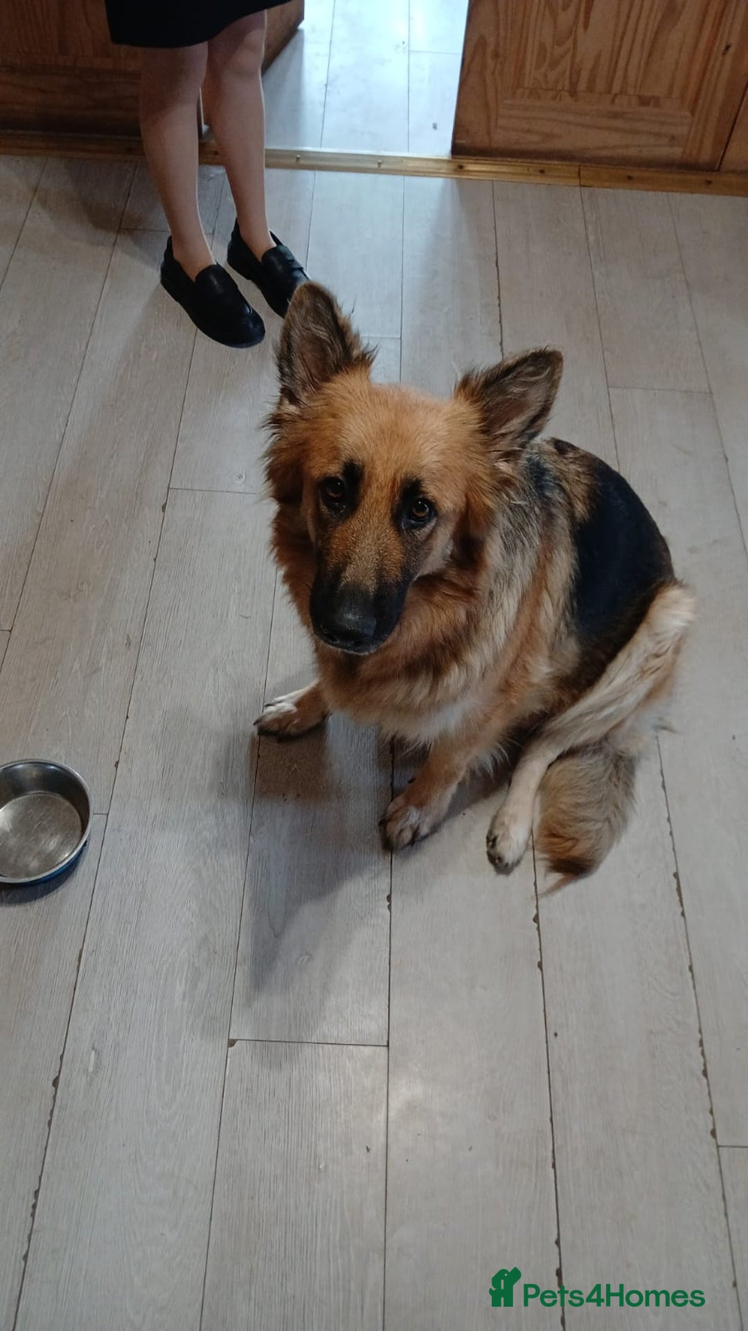 Mixed Breed dogs for sale: Shollies  - Image 8