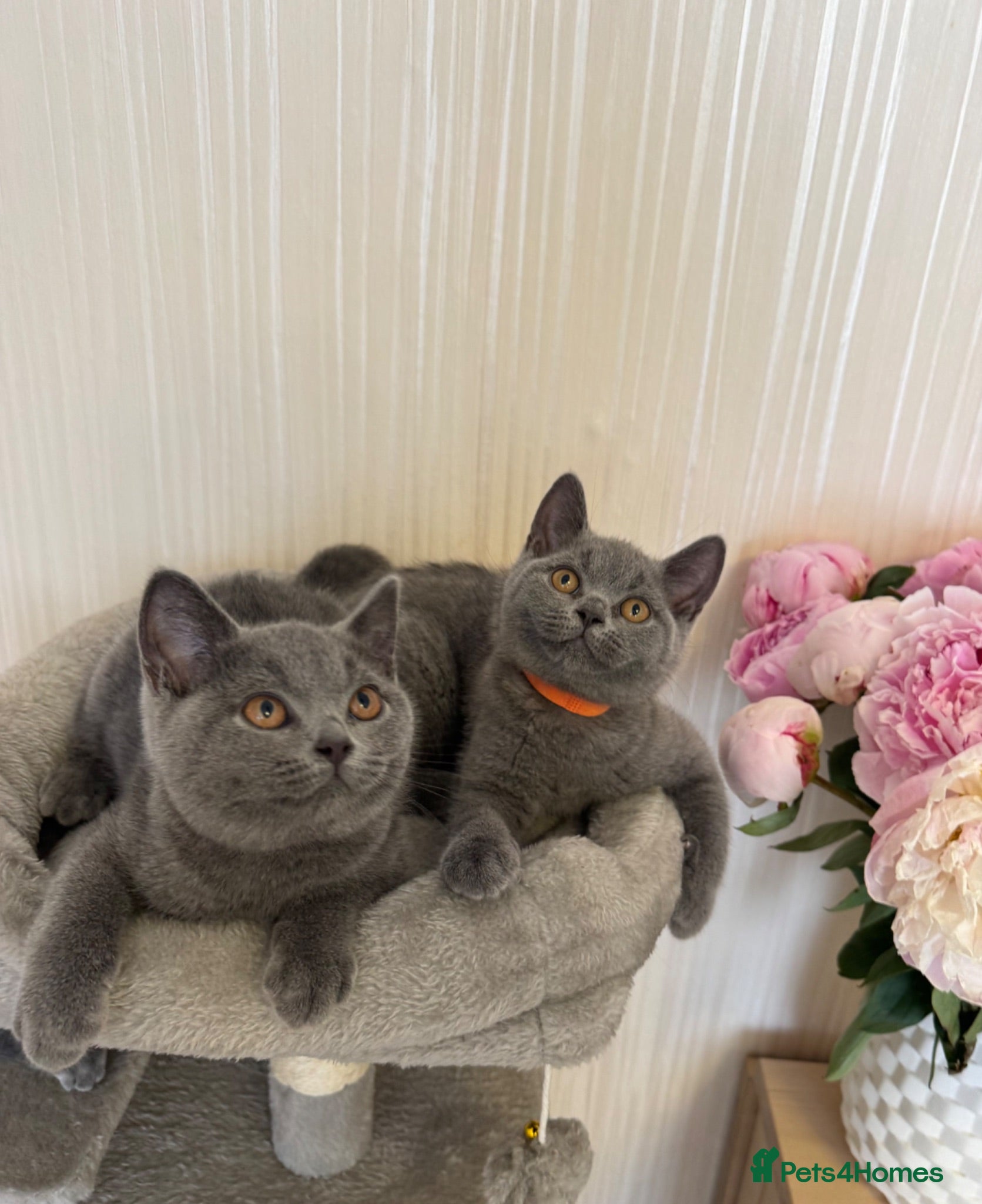 British Shorthair cats Beautiful  Blue British Shorthair Kittens  - Advert 17