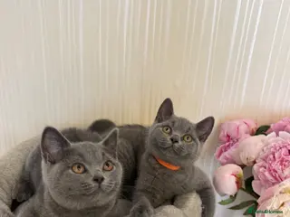 British Shorthair cats Beautiful Blue British Shorthair Kittens - Advert 17