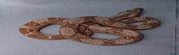 Boa Snake reptiles for sale: Baby Boa constrictors  - Advert 5